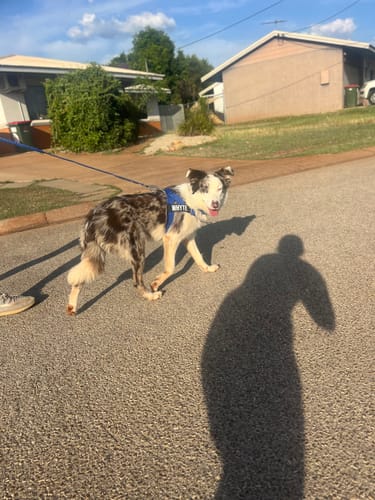 Customer photo review of Walk Essentials