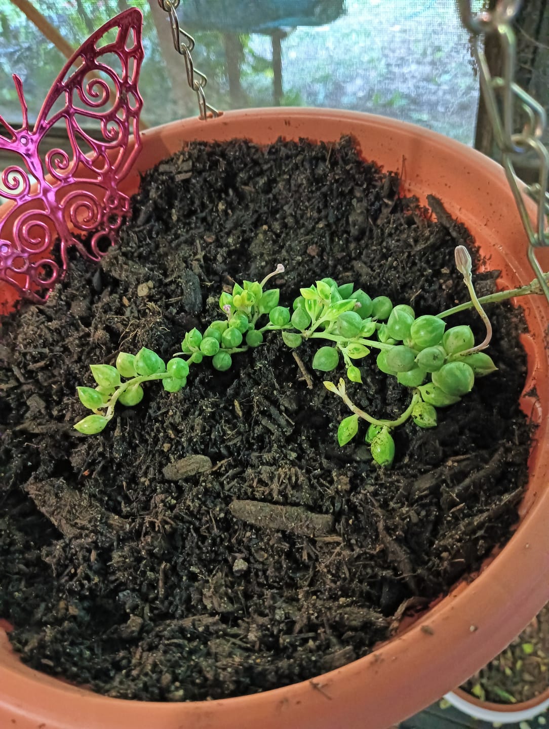Customer photo review of Senecio 'Angels Tears'