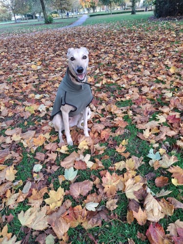 Customer photo review of Fleece Sighthound Base-Layer Coat with Underbelly and Snood