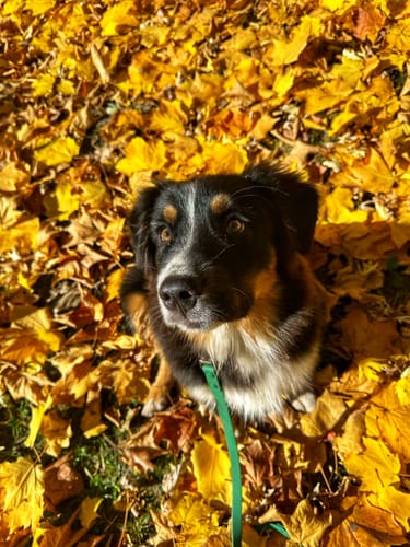Customer photo review of Solace 6-IN-1 Hands Free Waterproof Leash