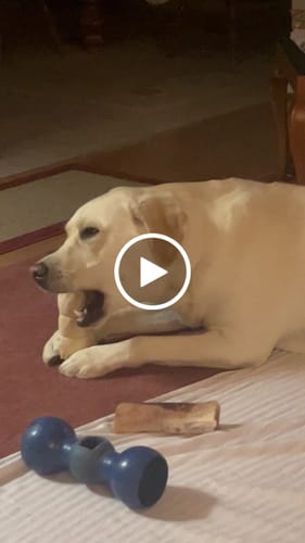 Customer video review of Beef Cheek Rolls