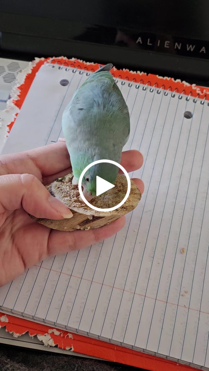 Customer video review of Natural Sampler Variety Pack