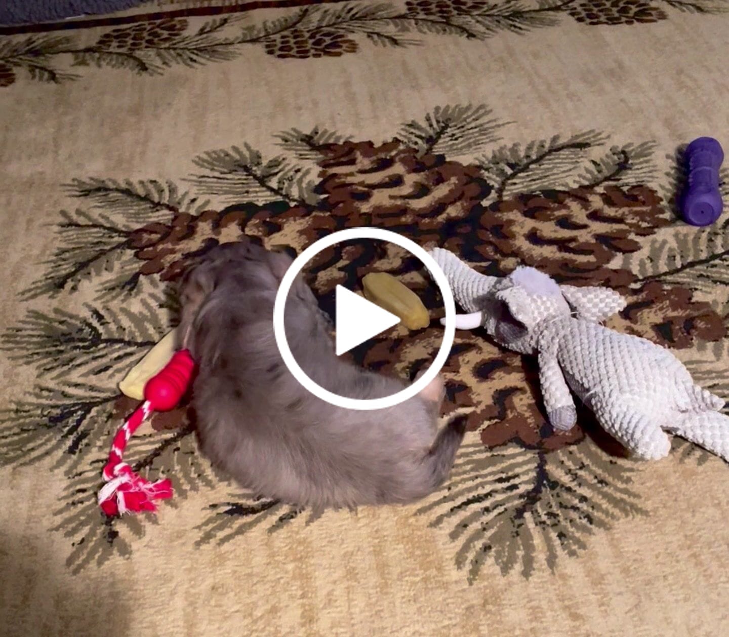 Customer video review of Himalayan Yak Chew (MEDIUM)