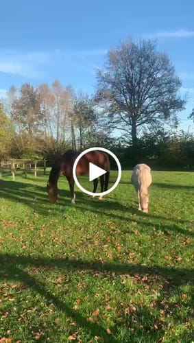 Customer video review of Strotonin Horse Support