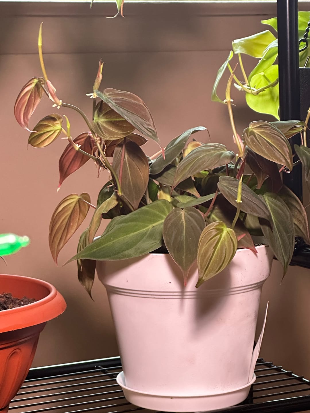 Customer photo review of Philodendron hederaceum 'Micans'