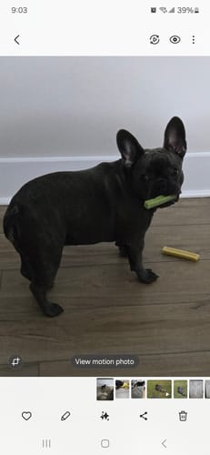 Customer photo review of MIX FLAVORED CHEWS ( A PACK OF 6 STICKS )