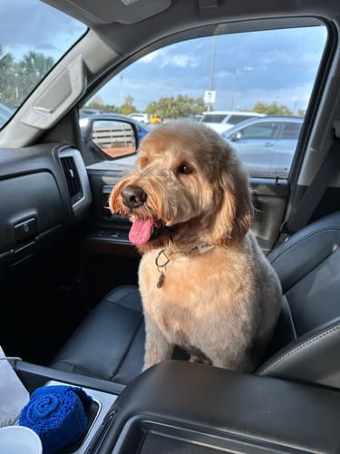 Customer photo review of Organic CBD Tincture for Pets - 900mg