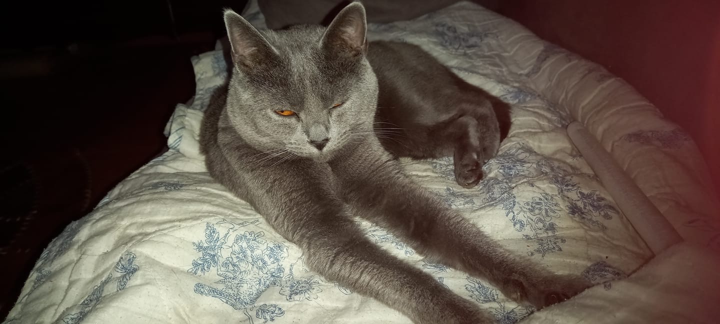 Customer photo review of Échantillon de croquettes riches en poisson (chat stérilisé)