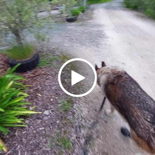 Customer video review of WagWellie® Mojave Single