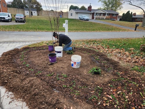 Customer photo review of Creeping Myrtle Vinca