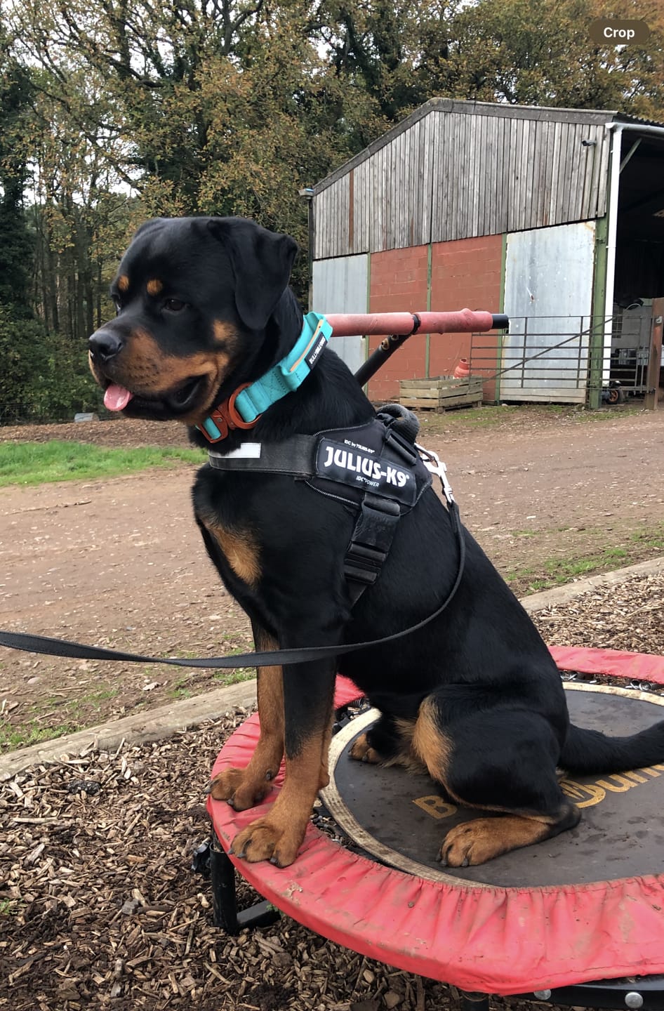 Customer photo review of 4cm LIGHTER Combat® Collar | Handle Rated Clip - Turquoise & Orange