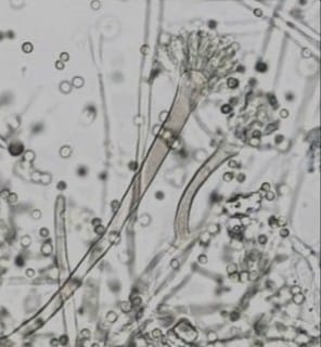 Customer photo review of BIO Koji Magic: Aspergillus Oryzae Sporen