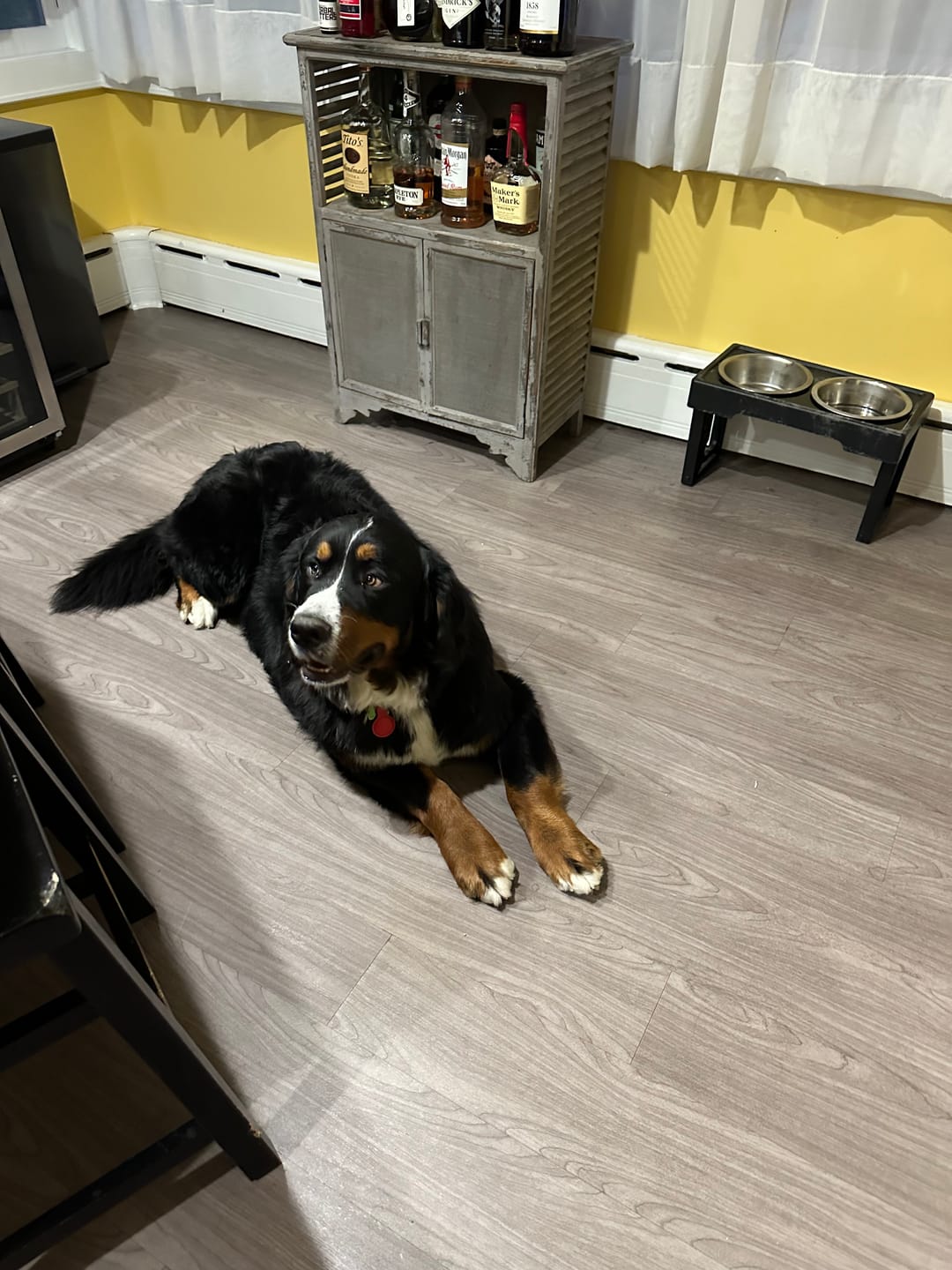 Customer photo review of 12 Inch Monster Braided Bully Stick