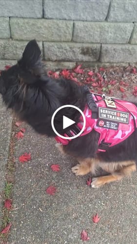 Customer video review of Classic Heavy-Duty Tactical No-Pull Team K9™ Dog Harness With Front & Back D-Rings, Quick-Release Metal-Buckles, Hook & Loop Panels, & Top Handle