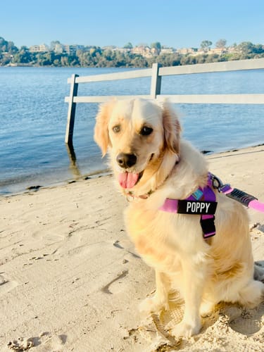 Customer photo review of Walk Essentials
