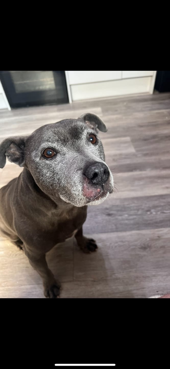 Customer photo review of Dog Gel