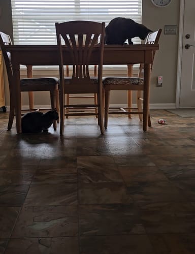 undefined review of TURBO TAIL 2.0 image 1 out of 2