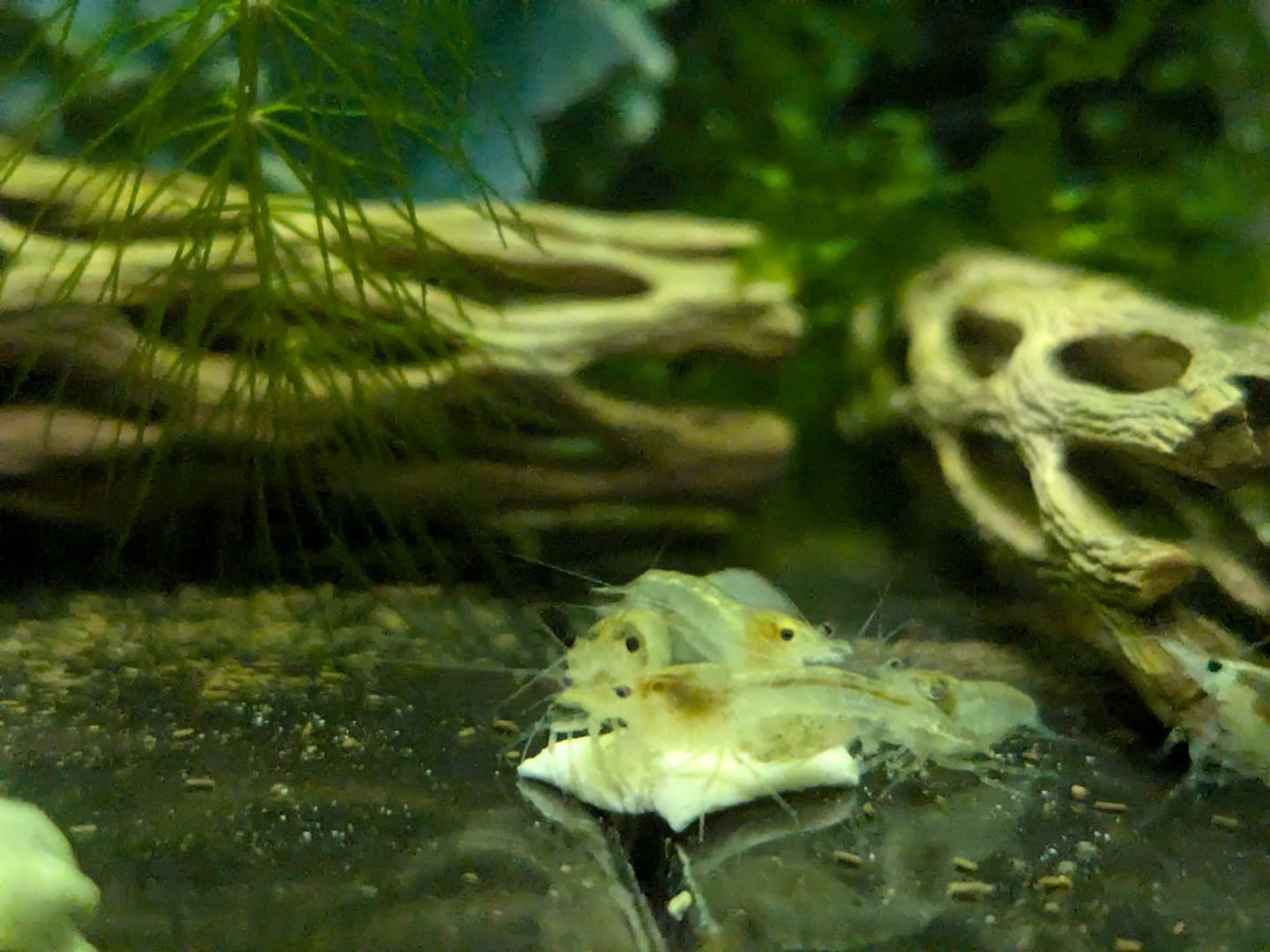 Customer photo review of Snowball Shrimp