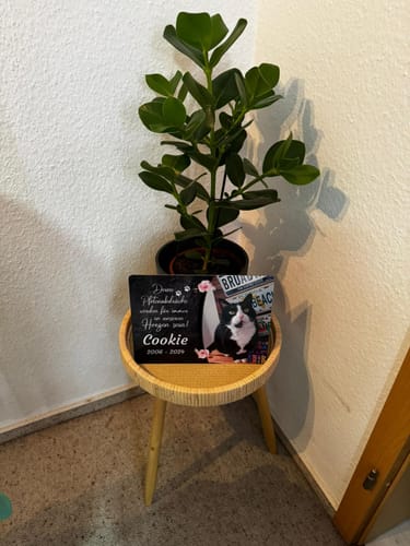 Customer photo review of Katzen Gedenktafel mit Foto & Spruch (UV- & Wetterfest)