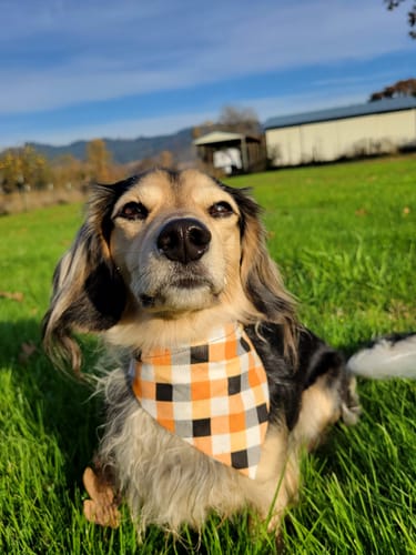 Customer photo review of Orange Plaid Halloween Dog Bandana or Cat Bandana