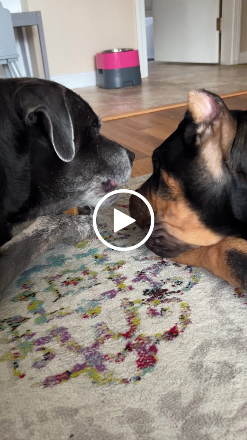 Customer video review of Himalayan Yak Chew (MEDIUM)