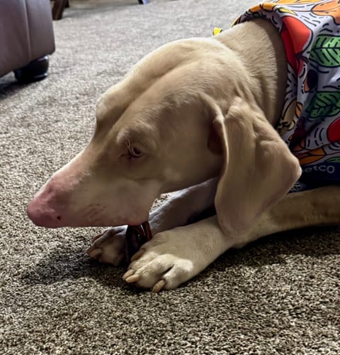 Customer photo review of 6" Braided Gullet Sticks For Dogs