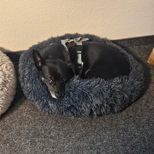 Customer photo review of Die Pet-Fix Wolke7 Premium-Schlafoase+