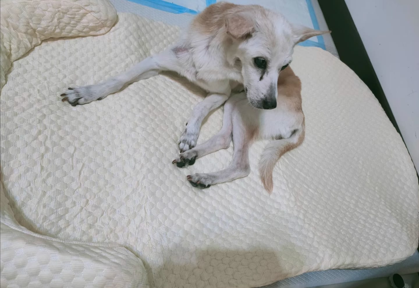 Customer photo review of ChillBuddy Pet Cooling Bed: Cool Comfort Deluxe