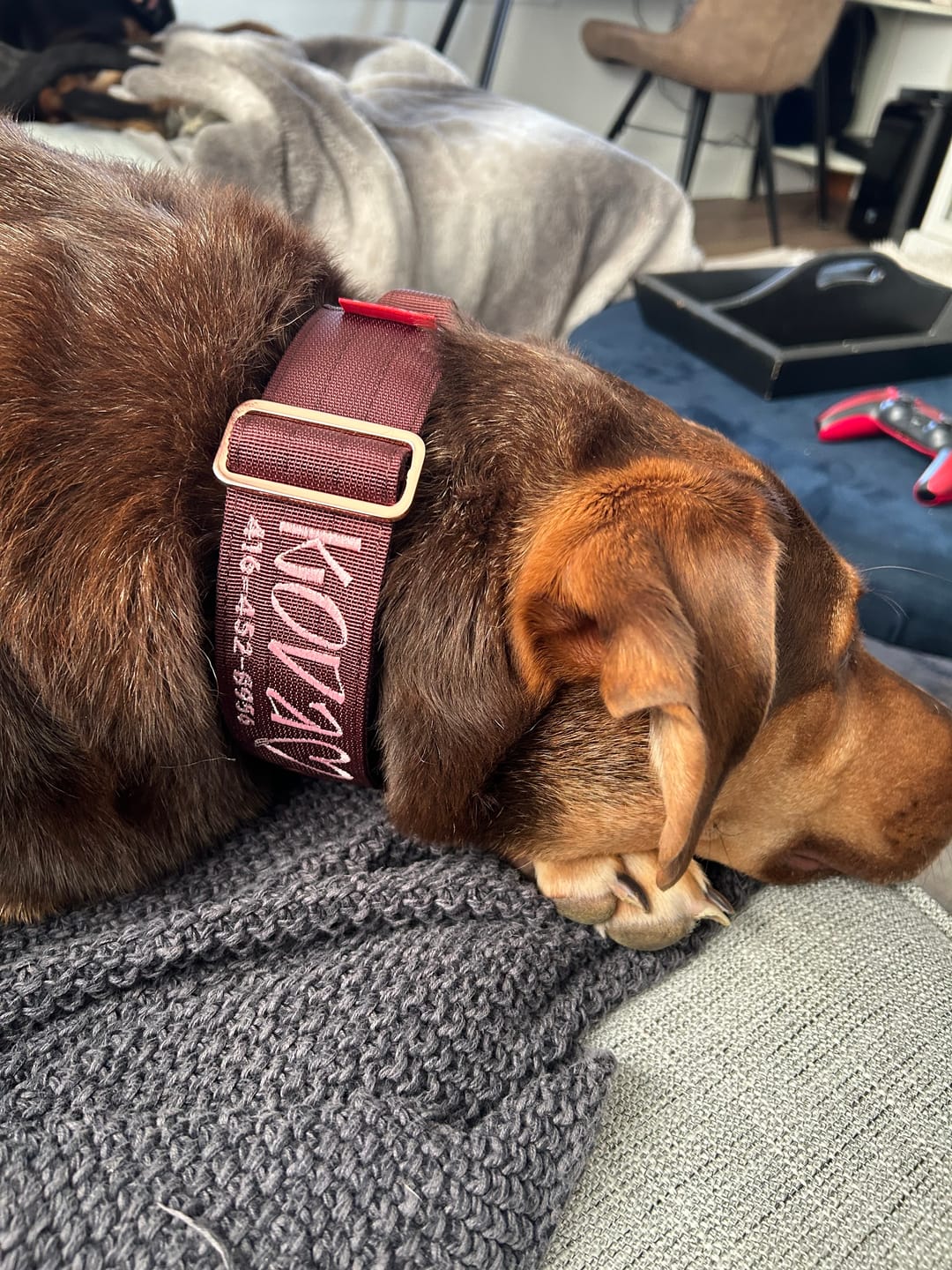 Customer photo review of 2" Tacti Luxe Dog Collar - Rose Gold - Chocolate