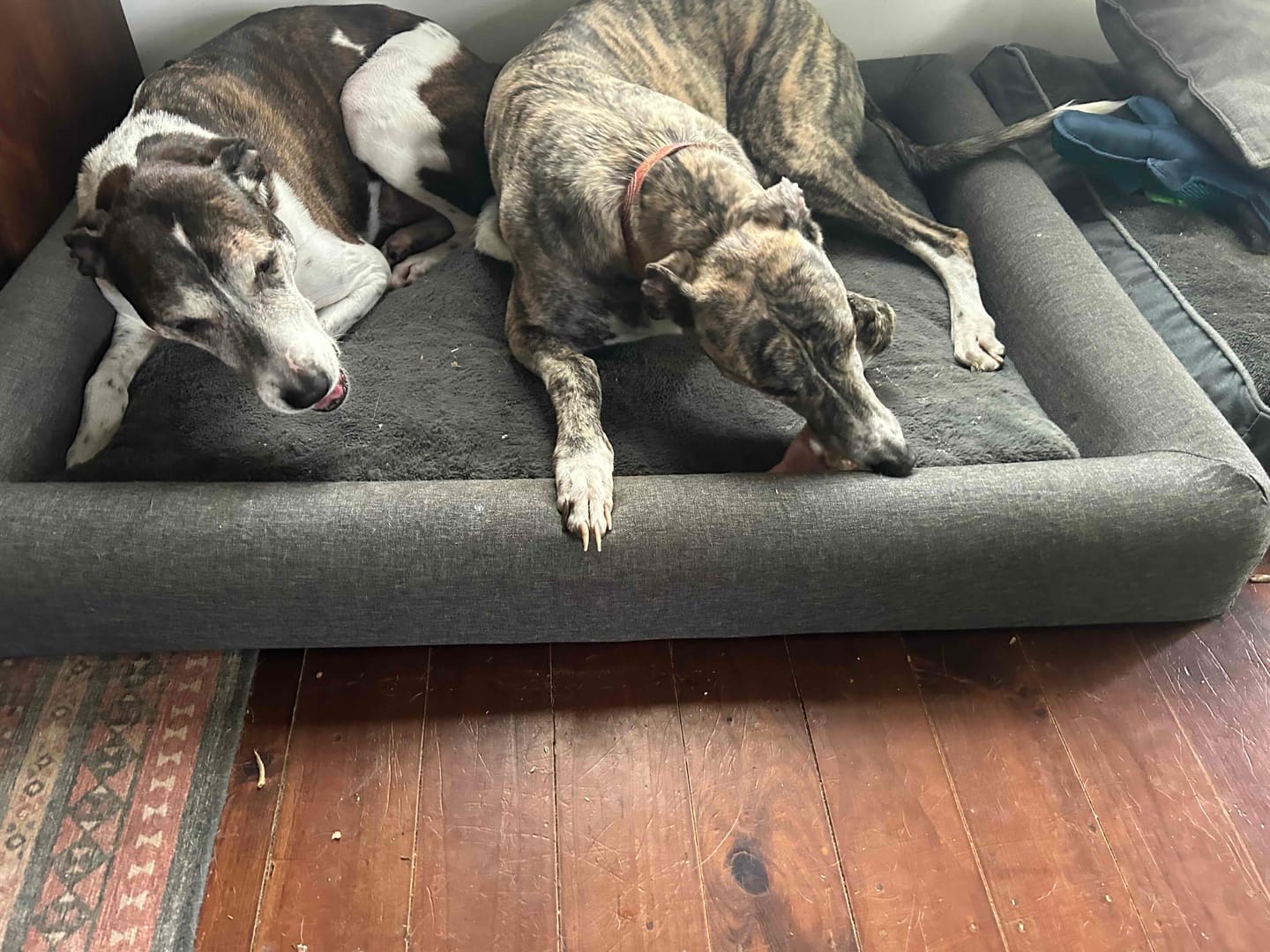 Customer photo review of Puppy Chews
