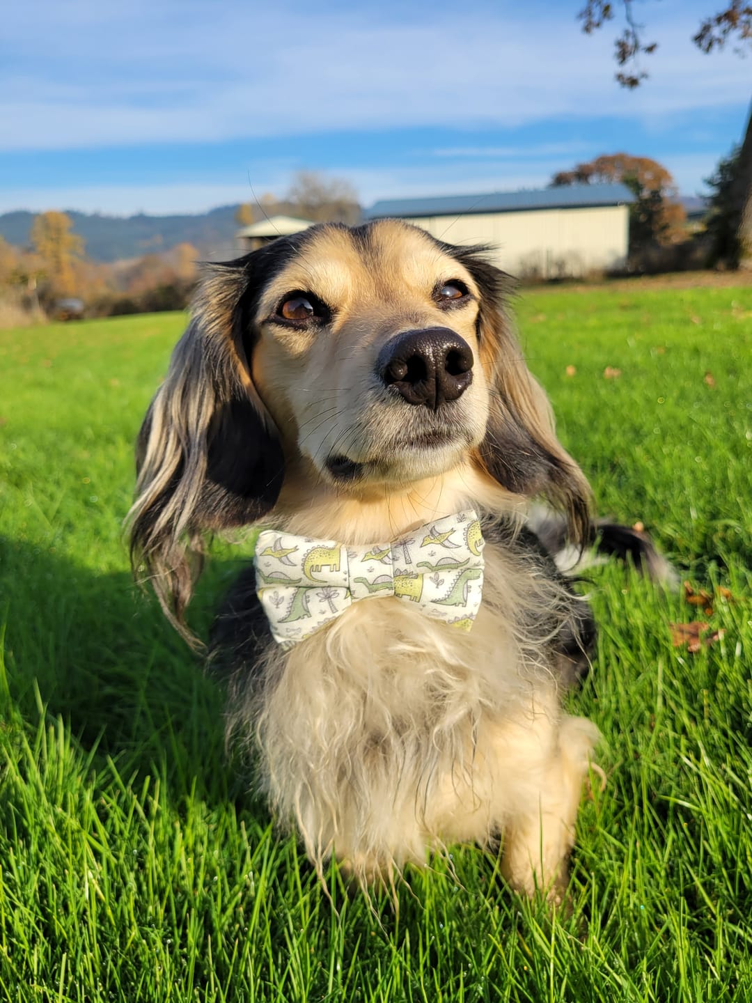 Customer photo review of Green Dinosaur Bow Tie for Dog and Cat Collar