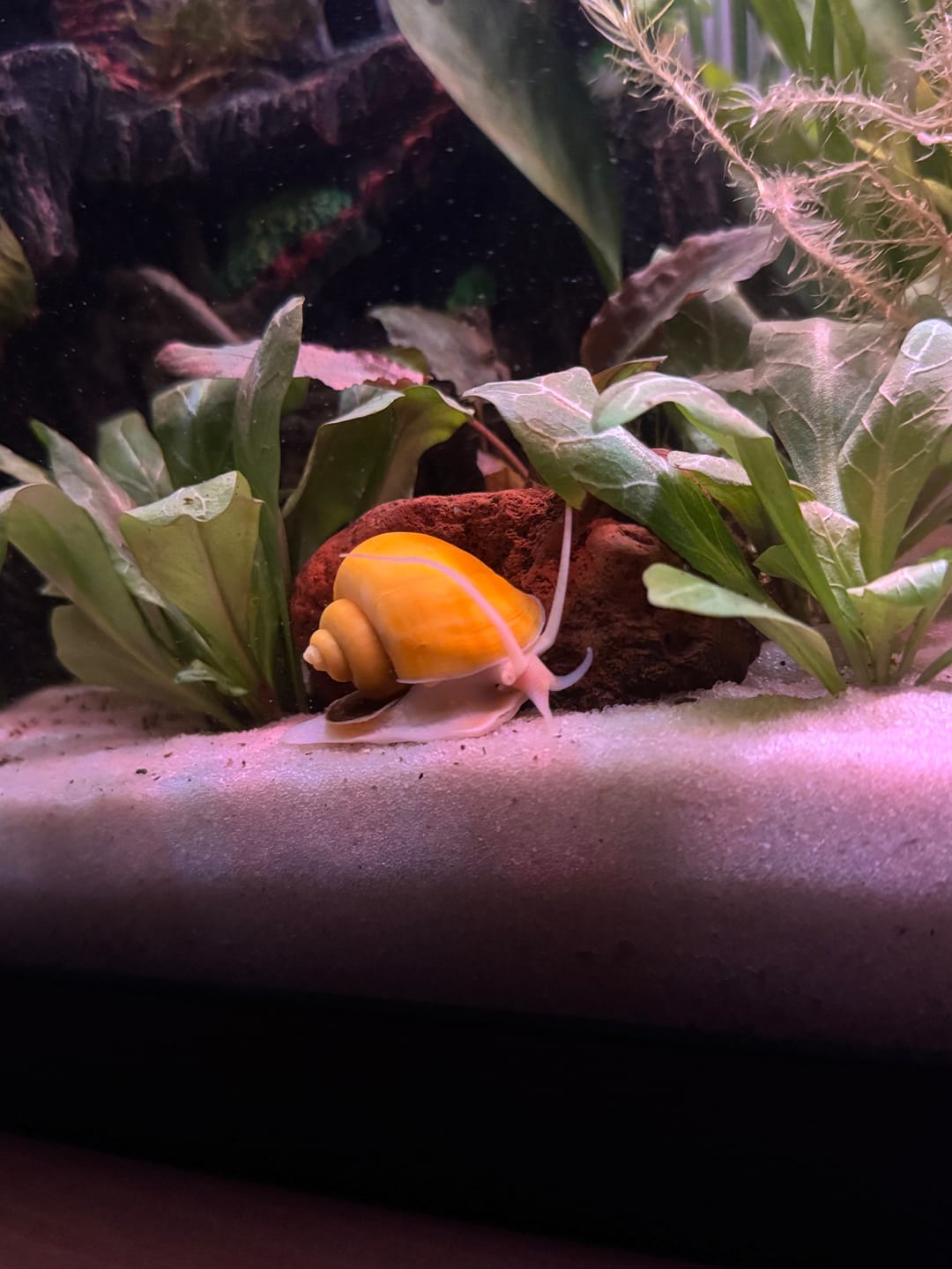 Customer photo review of Gold Mystery Snail