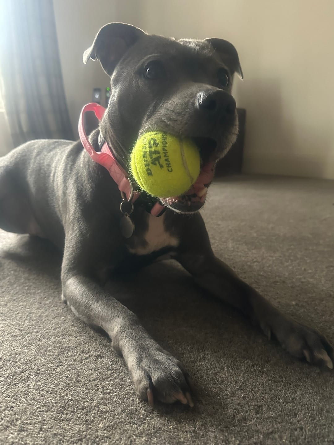 Customer photo review of 2.5cm Combat® Collar | With Handle & Rated Clip - Pink