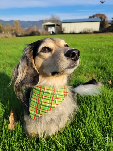 Customer photo review of Christmas Green & Red Dog Bandana
