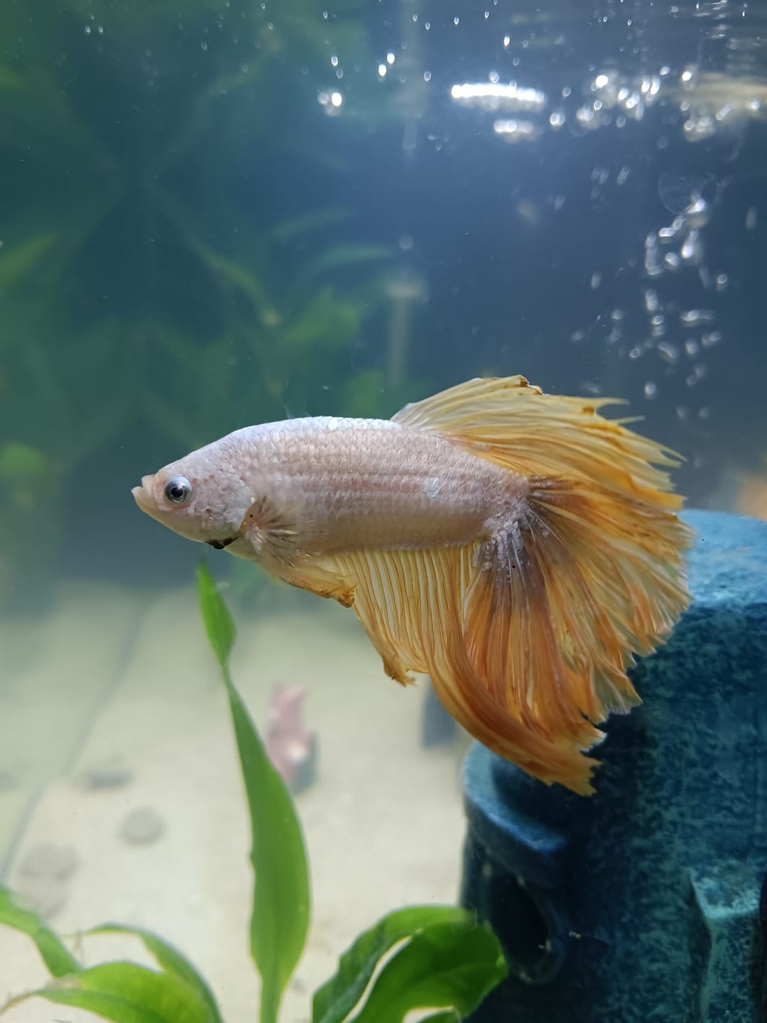 Customer photo review of Yellow Dragon Halfmoon Male Betta Fish