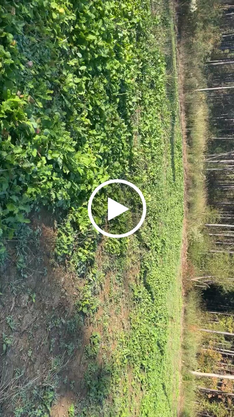 Customer video review of Hall Pass™