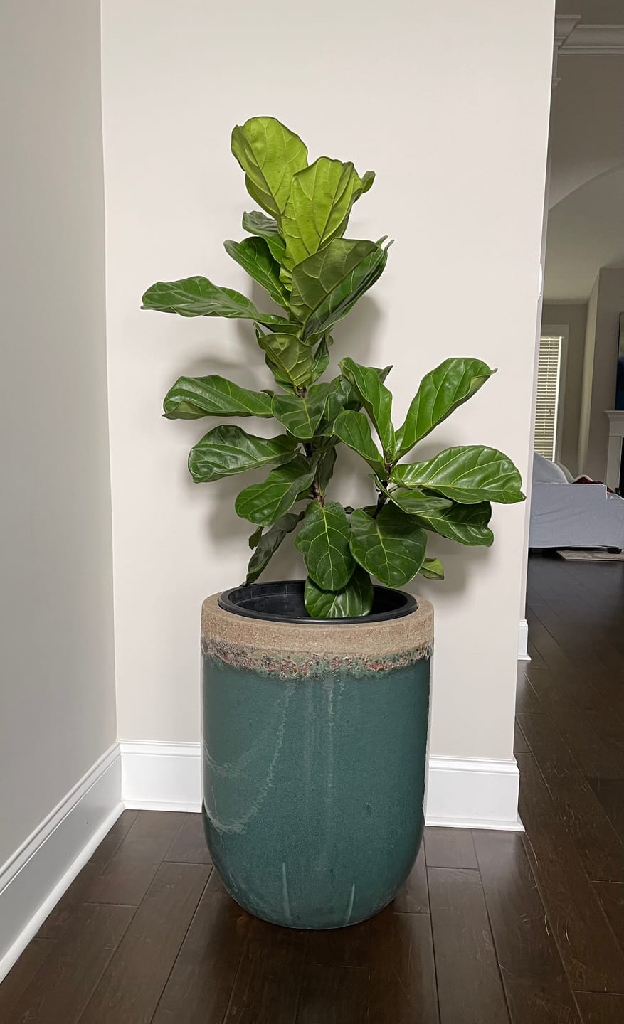 Customer photo review of Fiddle Leaf Fig (Ficus Lyrata)
