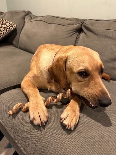 Customer photo review of 6" Jumbo Bully Stick