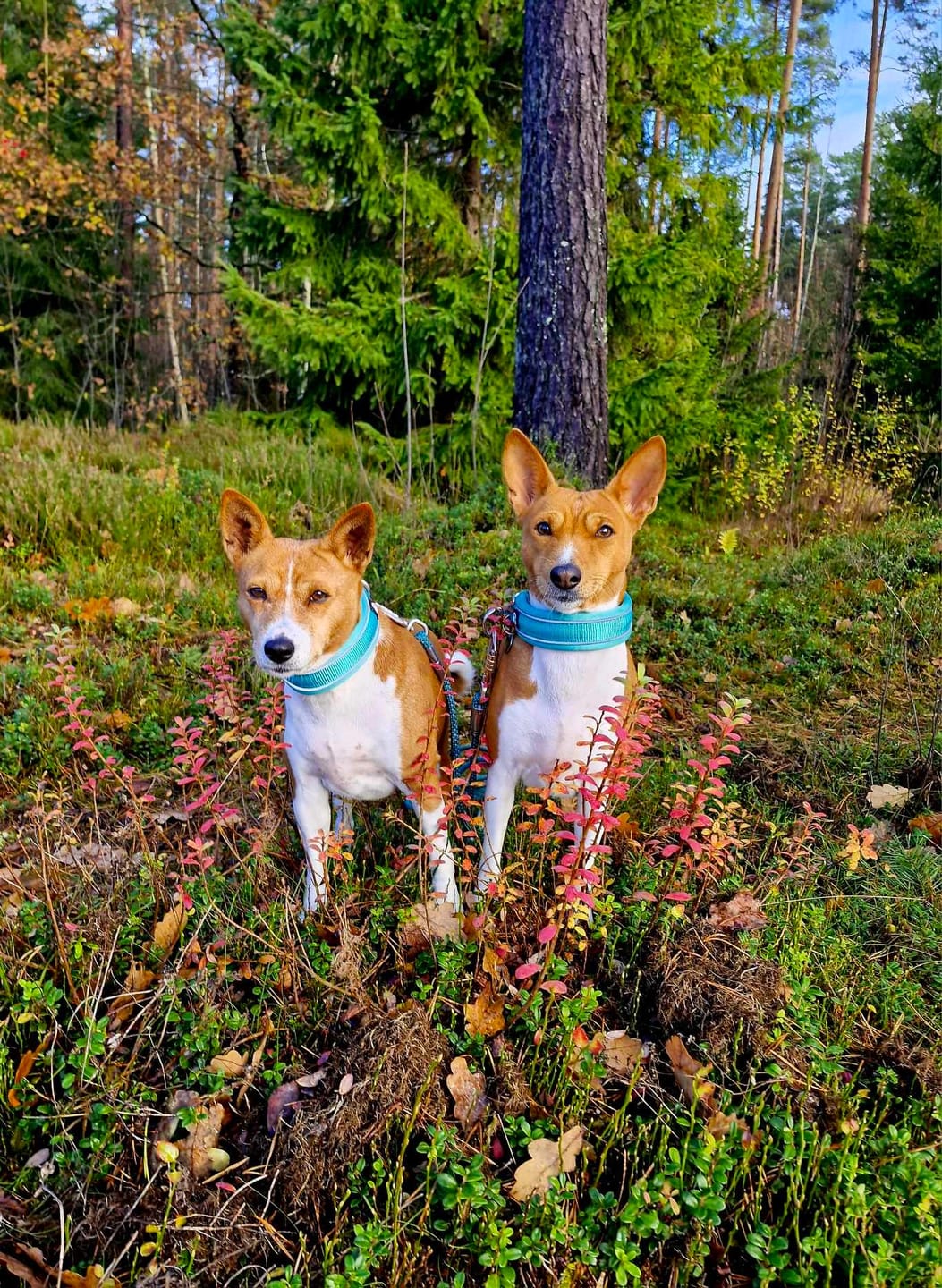 Customer photo review of 3cm Slip on Collar | Soft Padded & Reflective - Orange v2.0