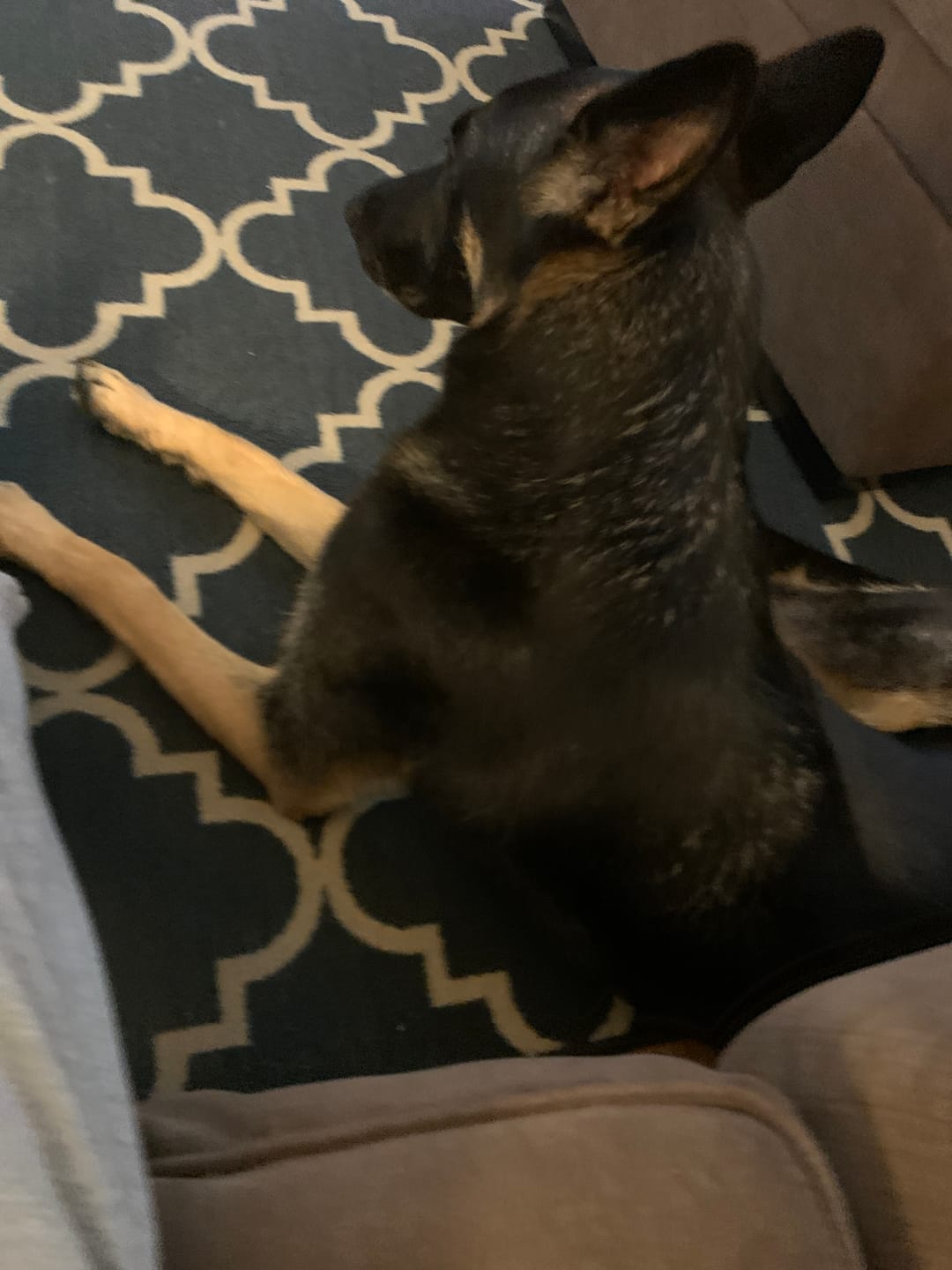 Customer photo review of Himalayan Yak Chew (LARGE)
