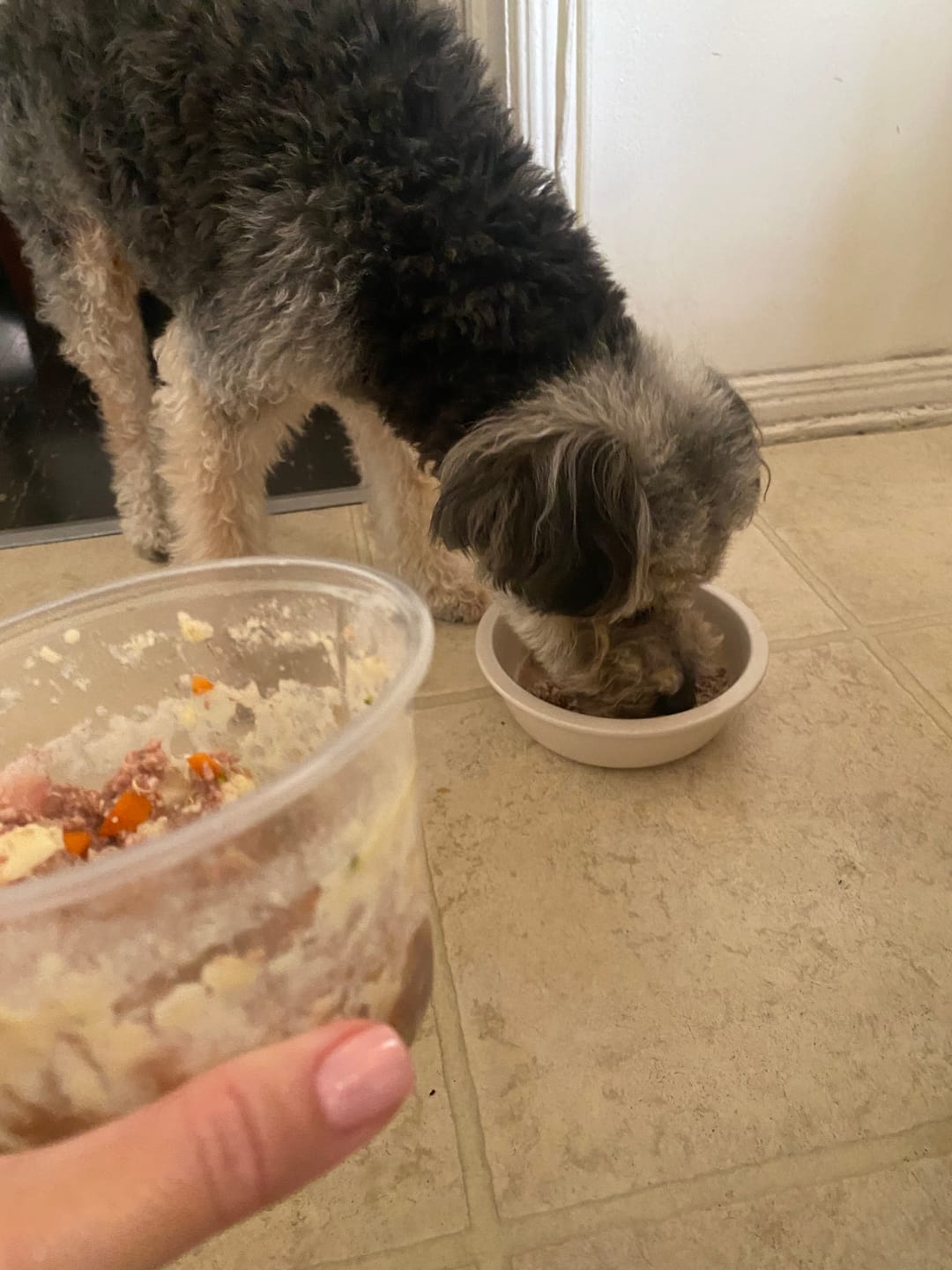 Customer photo review of Oh Deer! Dog Food or Food Topper