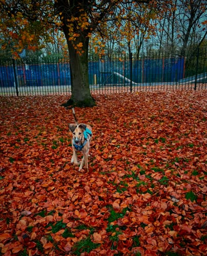 Customer photo review of Sighthound Escape Proof Harness