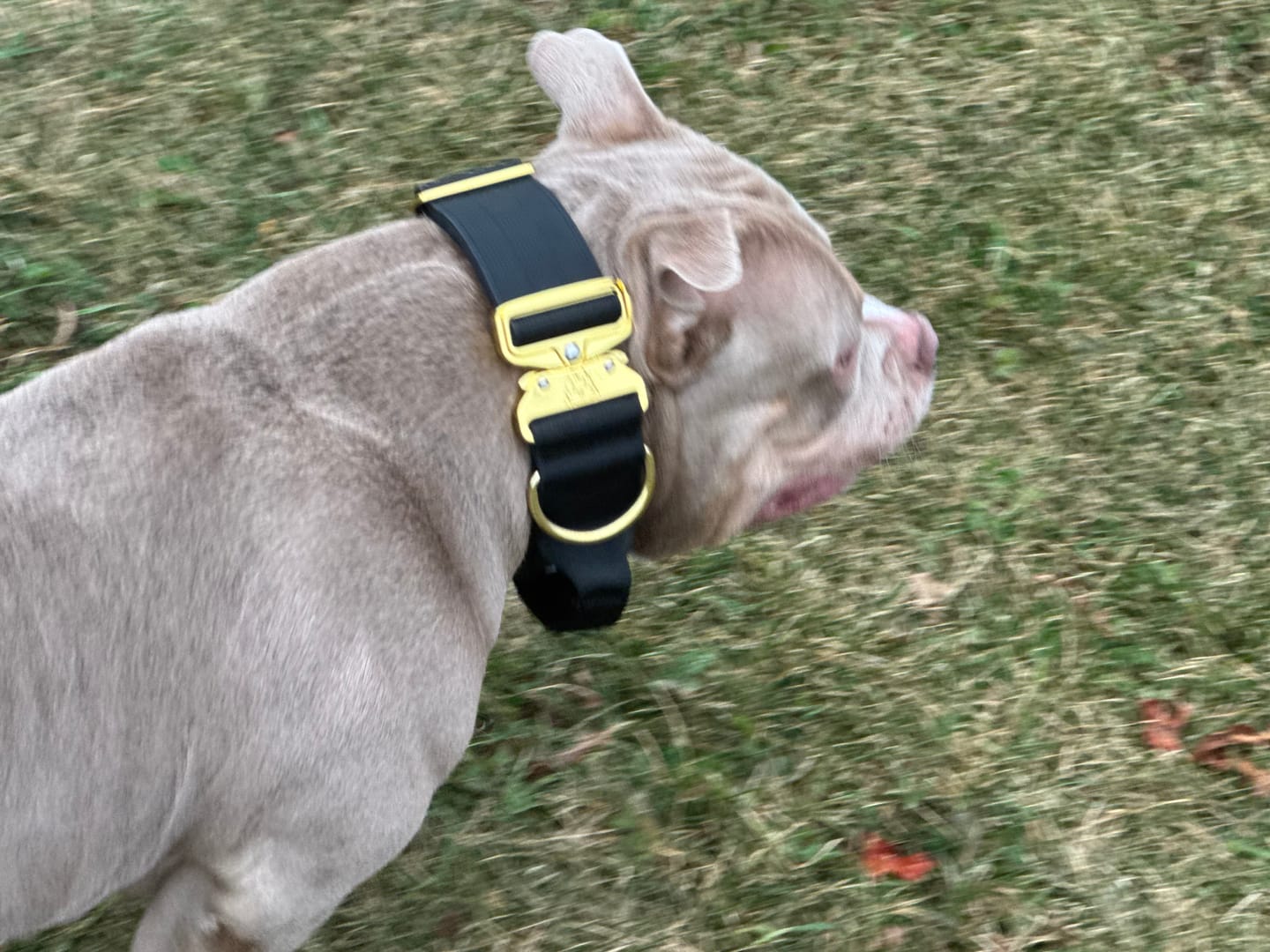 Customer photo review of 2" Tacti Luxe Dog Collar - Gold Noir