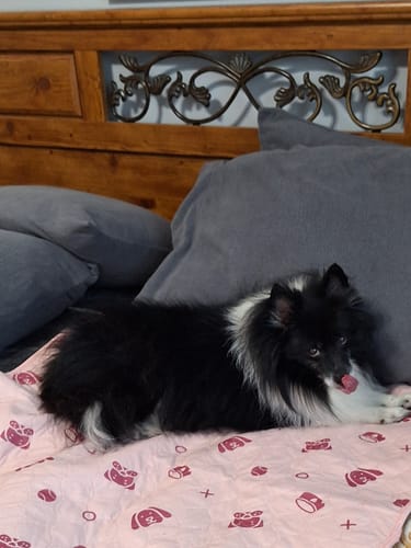 Customer photo review of Potty Buddy™ - The Durable Leak-Free Potty Pad