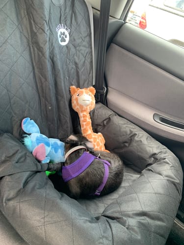 Customer photo review of Car Seat Cover