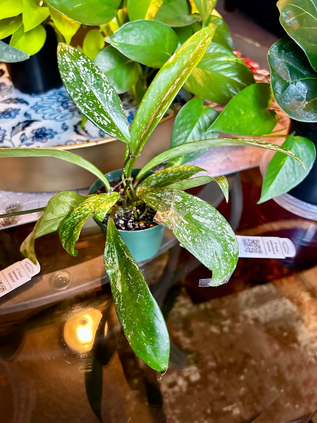 Customer photo review of Hoya pubicalyx x carnosa