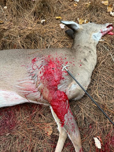 Customer photo review of Beast Broadheads (2-Pack + Practice Tip)