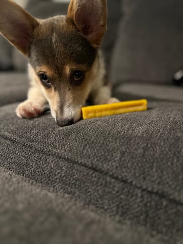 Customer photo review of MIX FLAVORED CHEWS ( A PACK OF 6 STICKS )