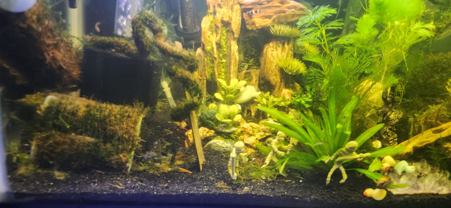 Customer photo review of Carbon Rili Shrimp