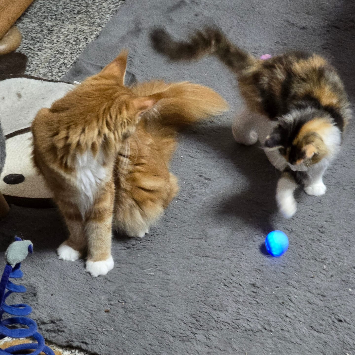 Customer photo review of POWER BALL 2.0